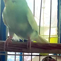 مرغ عشق|پرنده|مشهد, شهید احمدی روشن|دیوار