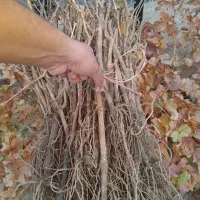 انواع نهال انگور پر ریشه|خدمات باغبانی و درختکاری|فسا, |دیوار