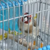 سهره
