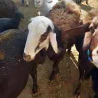 بره قوچ افشار سر سفید|حیوانات مزرعه|ساروق, |دیوار