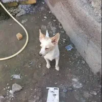 سگ اشپیز پاکوتاه
