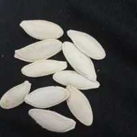 تخمه کدو|عمدهفروشی|قیدار, |دیوار