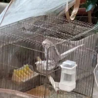 جفت عروس هلندی مولد