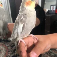 عروس هلندی|پرنده|تهران, هفده شهریور|دیوار