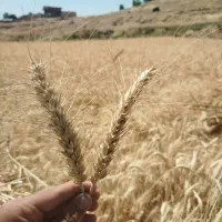 گندم سیروان نمونه مناسب بذر