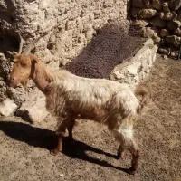 5 عد د بز بفروش میرسذ|حیوانات مزرعه|شیراز, مسلم|دیوار