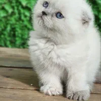 بریتیش اسکاتیش ۲۰ درصد تخفیف|گربه|سنندج, |دیوار