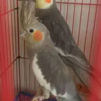 پیدا شده