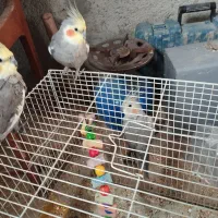 عروس هلندی|پرنده|اسفراین, |دیوار