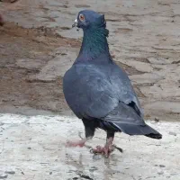 کبوتر|پرنده|اردل, |دیوار