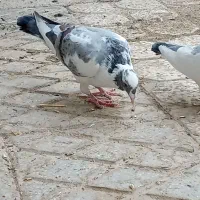 کفتر.کبوتر|پرنده|تربت‌حیدریه, باغ سلطانی|دیوار
