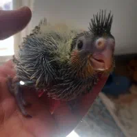 عروس هلندی|پرنده|شازند, |دیوار