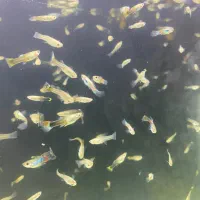 ماهی گوپی|ماهی|هشتگرد, شهرک ایران خودرو|دیوار