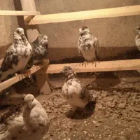 کبوتر پرشی|پرنده|محمدشهر, محمدشهر|دیوار