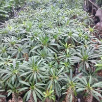 انواع گلدان اپارتمانی