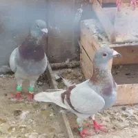 جفت سوسنی