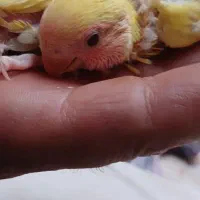 جوجه کوتوله  چشم شرابی