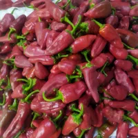 فلفل قرمز تند اتیشی
