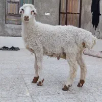 بره نر گوسفند|حیوانات مزرعه|زاهدان, |دیوار