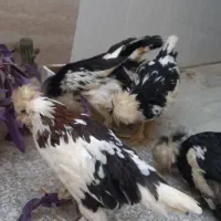 مرغ و خروس سلطان|حیوانات مزرعه|یزد, |دیوار