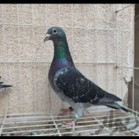 استعلام پلاک ومقام کبوتر مسافتی عراق کویت ایران