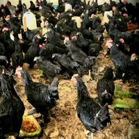 مرغ جهت ذبح سیاه وسفید خروس