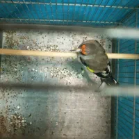 سره قناری.سره.قناری. معاوضه|پرنده|کرج, خرمدشت|دیوار