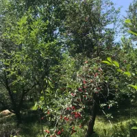 باغ و باغچه فیرورق