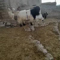 بهده روزگاری|حیوانات مزرعه|ایذه, |دیوار