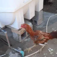 فروش خروس های لاری