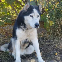 سگ هاسکی|سگ|گنبد کاووس, |دیوار