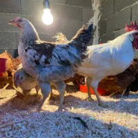 فروش ۵۰ تامرغ و خروس محلی گلپایگان و برهما