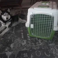 باکس حمل سگ