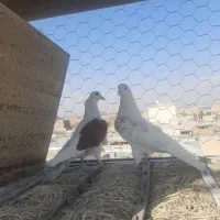 ۱۰ جفت|پرنده|قلعه نو, |دیوار