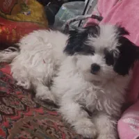 سگـ|سگ|یاسوج, |دیوار