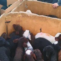 بزگاله شیری قزل افشار