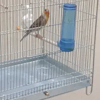 سره قناری ده ماهه دهن سره