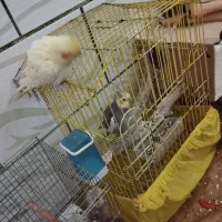 فروش جفت عروس پاریس مولد ودستی|پرنده|سوسنگرد, |دیوار