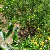 باغ-کودیان-چشمه-شولی