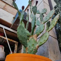 فروش دو عدد کاکتوس(صخرهای-آپونتیا)|گل و گیاه طبیعی|اقبالیه, |دیوار