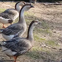 یک عدد قوغاز . ماده