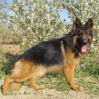 مرکز ژرمن شپرد (توله ژرمن و بالغ)