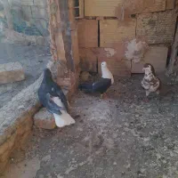 فقط کله سفید هست صاده ها فروخته شدن|پرنده|سبزوار, ابارش|دیوار
