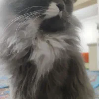 گربه اسکاتیش هایلند اماده جفت گیری|گربه|محمدیه-قزوین, |دیوار