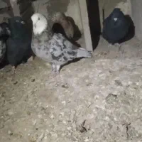 شازده سرور|پرنده|درگزین, |دیوار