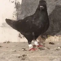 کفتر رنگی|پرنده|دزفول, |دیوار