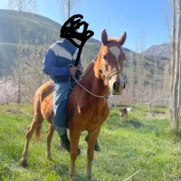 اسب نریان نژاد کرد