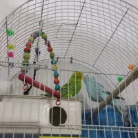 مرغ عشق فروشی فوری