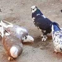 کبوتر پا پر تهرانی|پرنده|آزادشهر, |دیوار