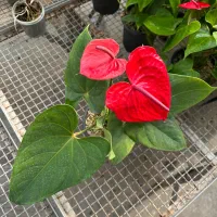 زاموفیلیااگلونماشامادورا ارکیده سانسوریا بنجامین|گل و گیاه طبیعی|تهران, شهرک علم و فناوری|دیوار